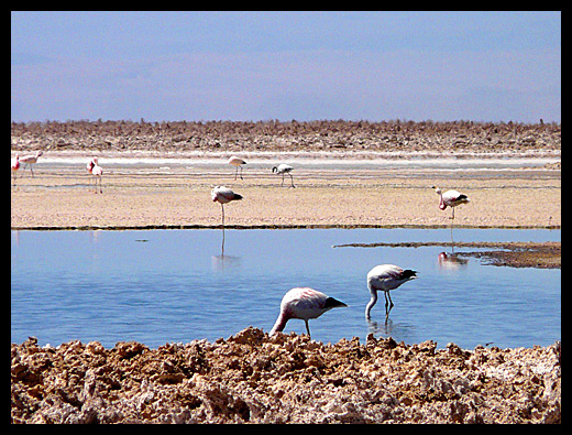 laguna Chaxa